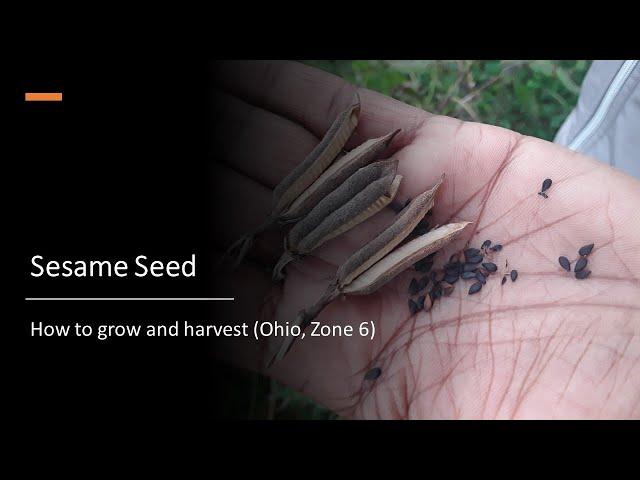 Sesame Seed: How to grow and harvest (Ohio, Zone 6)