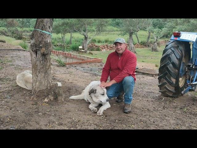 Así es como educo yo a los mastines