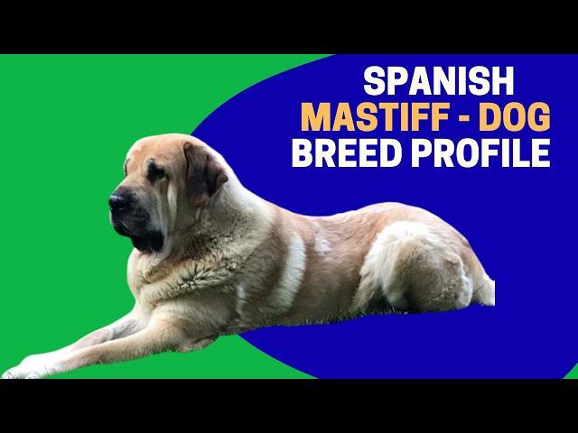 Spanish Mastiff - Dog Breed Profile