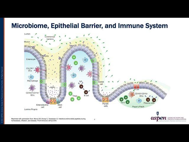 Current Understandings of the Role of the Gut in Autoimmune Diseases​