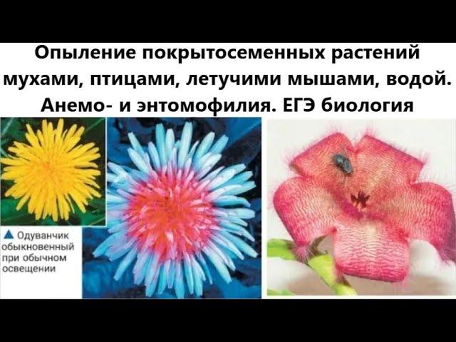 Опыление покрытосеменных мухами, птицами, летучими мышами, водой. Анемо- и энтомофилия. ЕГЭ биология