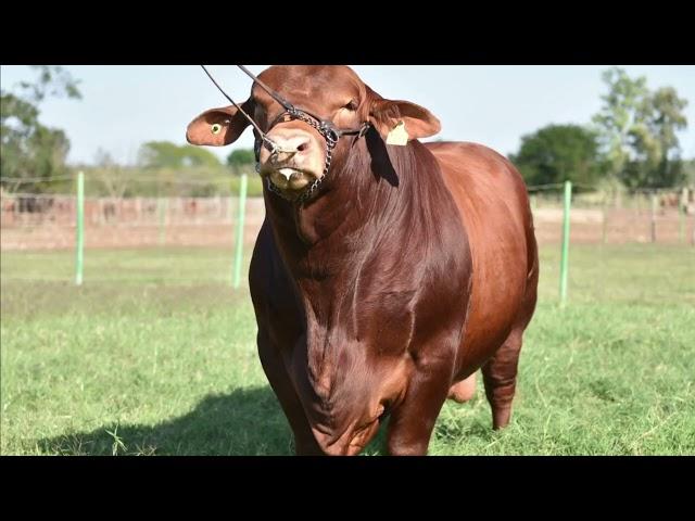 ENTREGARÀ CNOG A 3 PRODUCTORES DE TAMAULIPAS LA "MEDALLA PRESIDENCIAL AL MÈRITO GANADERO" EN SONORA.