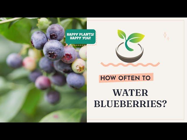 🫐 How Often to Water Blueberries?
