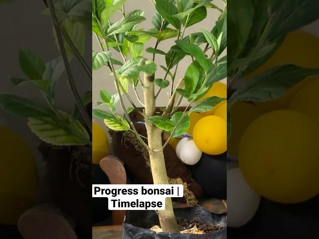 MEMBUAT BONSAI TAMBAT SAPI #bonsaitambatsapi #sidaguri #timelapse