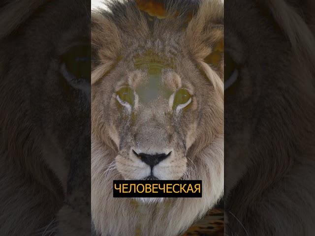 Божественная логика