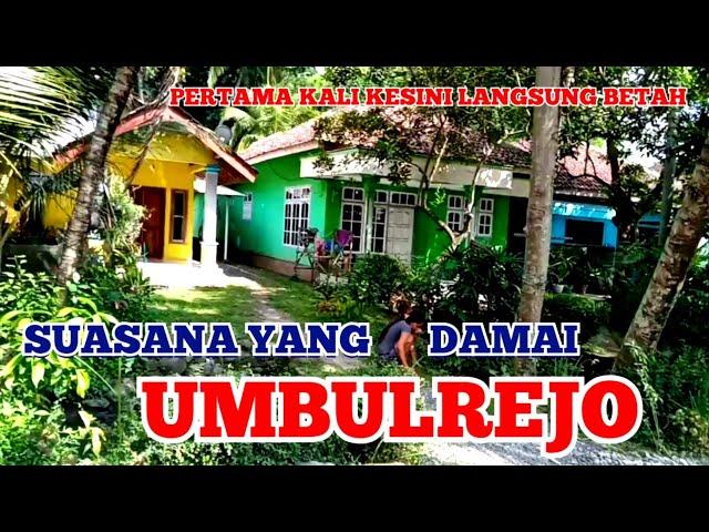 SUASANA PEDESAAN YANG INDAH PERTAMA KALI KESINI LANGSUNG BETAH ‼️ UMBULREJO UMBULSARI JEMBER