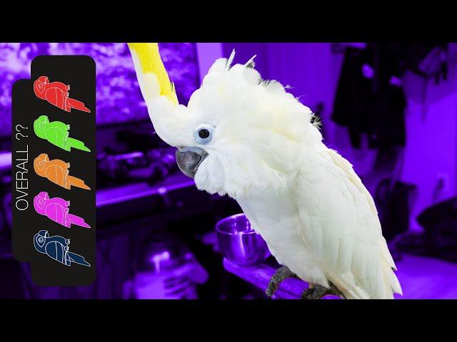 Triton Cockatoo, The Best Pet Parrot?