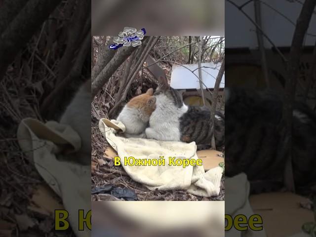 ‍Бездомный Кот Просит Помочь Другу #shorts