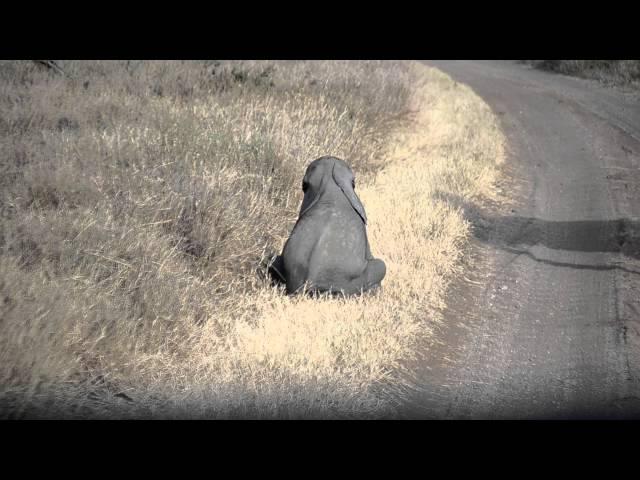 Baby elephant throwing a tantrum