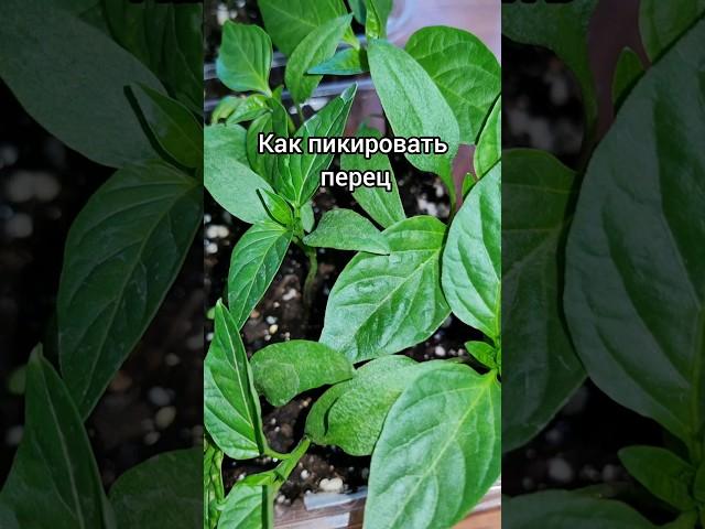 Как пикировать перец. #перец#какпикировать#пикировка#пересадка#рассада#семенамаркет