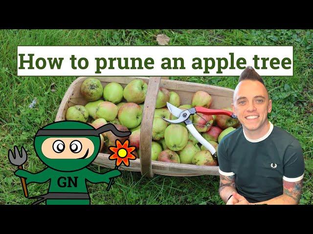 How to prune an apple tree: ultimate beginners guide!