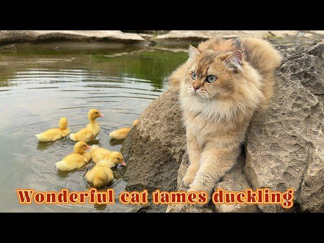 Wonderful cat tames duckling|Funny cat acts as mother duck and teaches cute ducklings to swim.pet