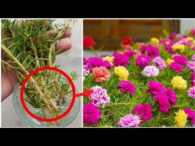 Portulaca plant decoration ideas | Moss rose from cuttings | Gardening Ideas 1M