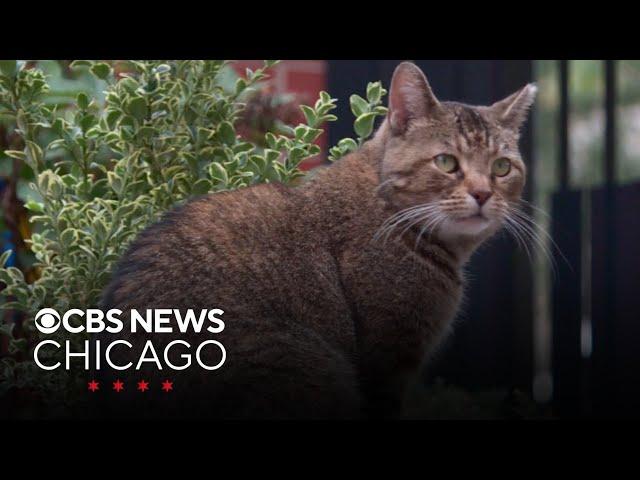 Adopted Chicago cat hailed as prolific exterminator of neighborhood rats