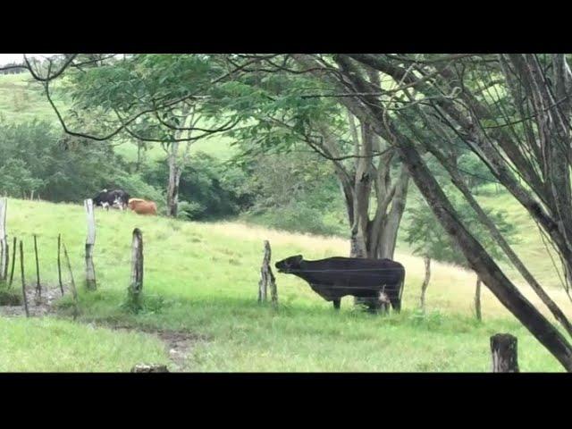 ME PREOCUPEI MUITO HOJE!/VACAS E BEZERROS AGITADOS/9 HORAS DA MANHÃ  E NADA DE ADRIANO CHEGAR