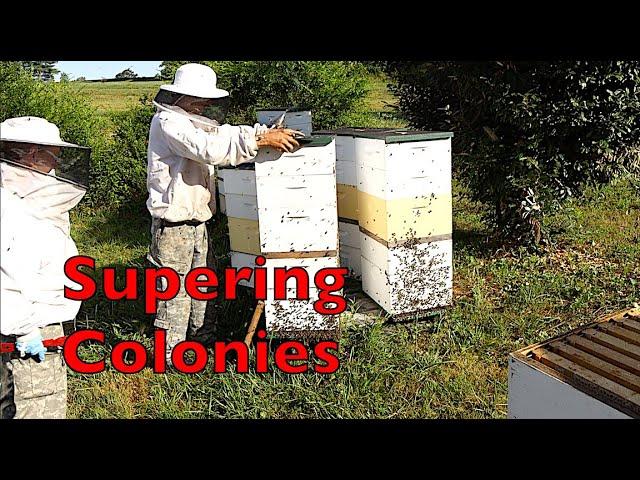 How and When We Super and Boost Our Colonies