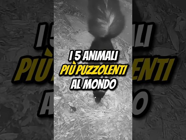 I 5 ANIMALI PIÙ PUZZOLENTI AL MONDO