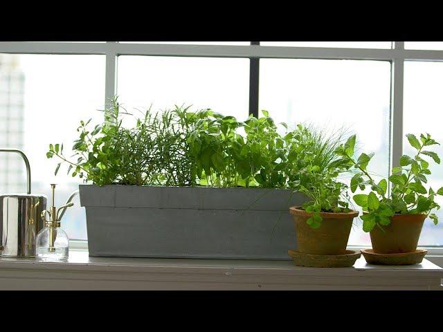 Kitchen Windowsill Herbs - Martha Stewart