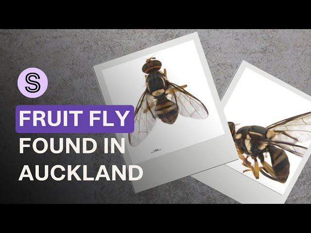 An oriental fruit fly has been discovered in Auckland - so what happens now? | Stuff.co.nz