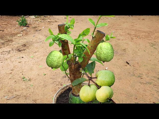 Best Method Guava Tree Grow In Watermelon Fruit Teang guava tree 74