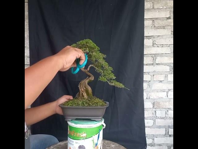 Bonsai cucur atap Bangka Belitung (Bangka)