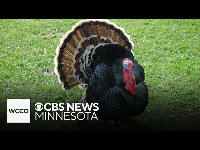 Wild turkeys become a nuisance for Minnesota residents