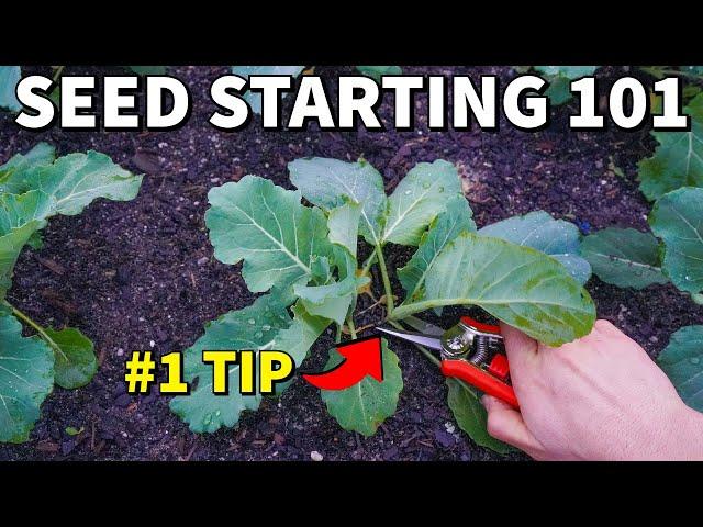 This Is The MOST IMPORTANT Tip For Success Starting Seeds