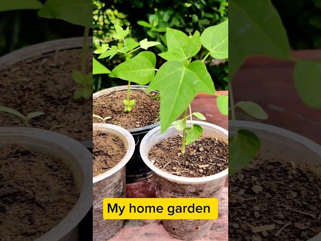 Grow Papaya   from Seeds // Papete Ka Poda // My home garden.