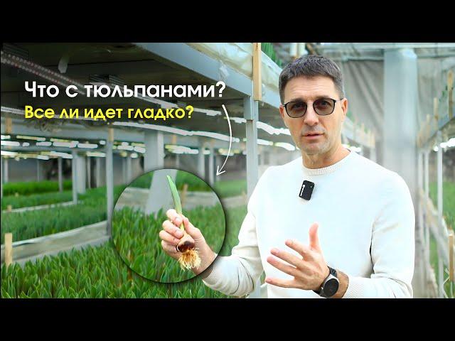 Обзор выгонки: показываем рост тюльпанов, уход и условия в теплице