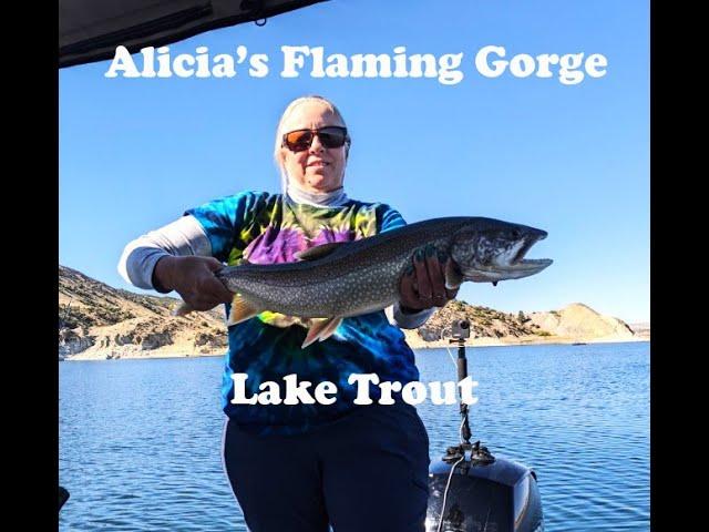 Alicia's Flaming Gorge Lake Trout