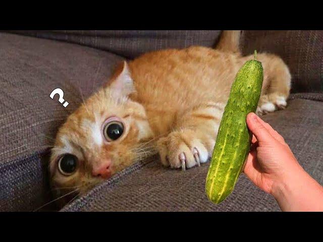 Funniest Animals  New Funny Cats and Dogs Videos  - Ep.7