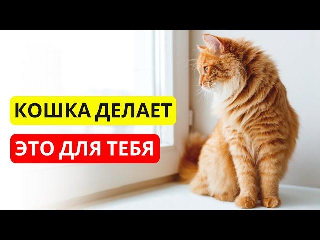 Как КОШКИ ЗАЩИЩАЮТ людей каждый день ️