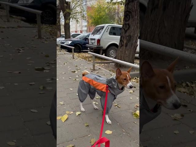 #basenji #собака #басенджи #суперсобака #корги #собаки #собачки