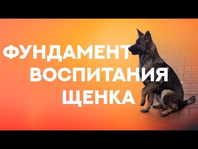 Дрессировка щенка. Базовые упражнения, закладывающие фундамент воспитания. Puppy training.