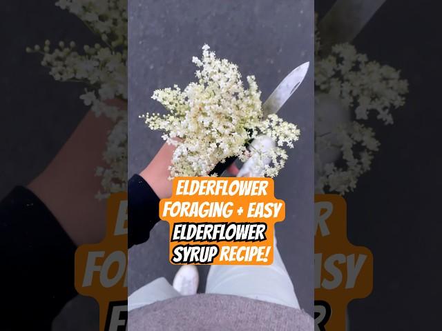 Quick + easy elderflower syrup recipe! #foraging