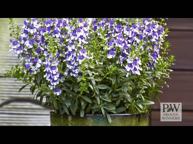 Angelface® Wedgwood Blue Improved Angelonia from Proven Winners