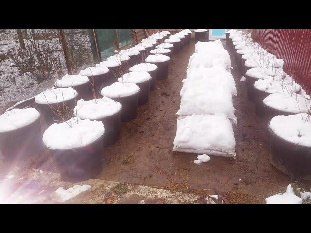 ГОЛУБИКА В 80литровых ГОРШКАХ СОРТ ЧАНДЛЕР НОВЫЙ ПРОЕКТ