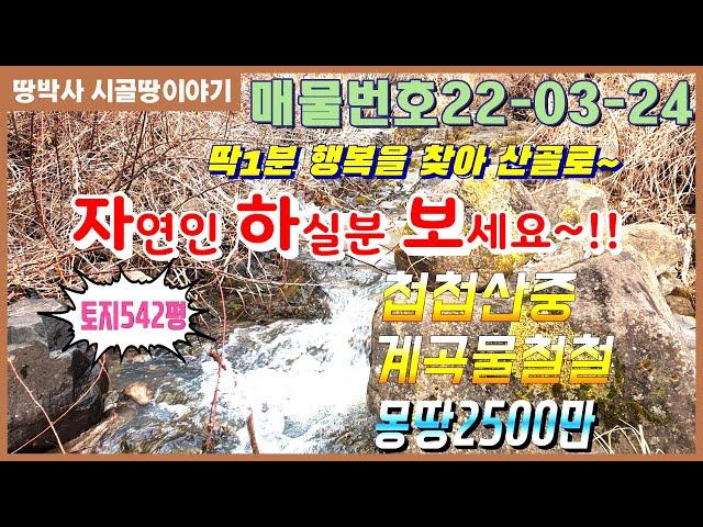 (22-03-24) 자연인 생활이 하고 싶다면 이 땅을 무조건 사라!! 깊은 골짜기 외진 곳에서 가재,개구리 잡으며 숲 속에 파묻혀 살기.