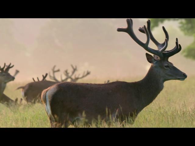 Richmond Park National Nature Reserve - short version