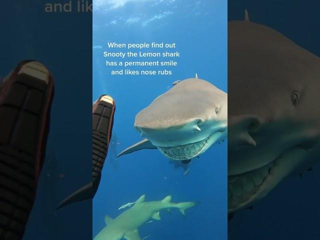#ShoeboxTV //Do You Like Sharks? #GotPermissionToPost From @oceanraysphotography  #ladygaga