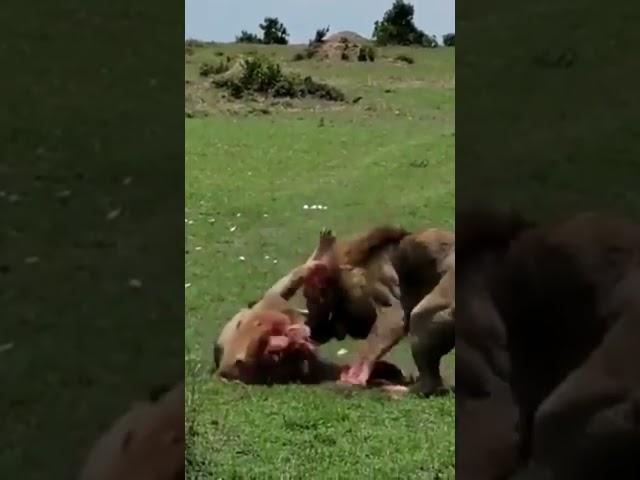 Two male lions fight till death brutal and bloody