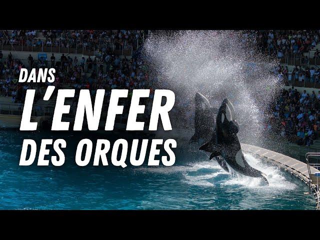 MARINELAND  : On découvre les coulisses de l'enfer des orques