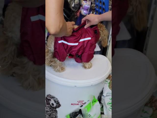 МАЛЬТИПУ. ОДЕЖДА ДЛЯ СОБАК НИКОГДА НЕ ПОКУПАЙТЕ ИМЕННО КАК...