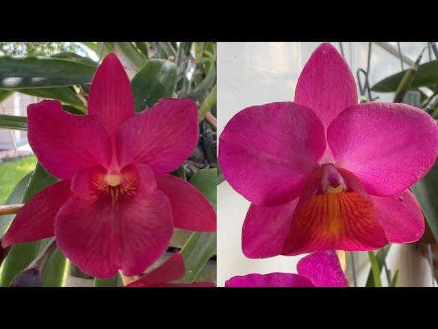 Orchid Stories, More Sundance Orchids, Seedlings getting BIG!