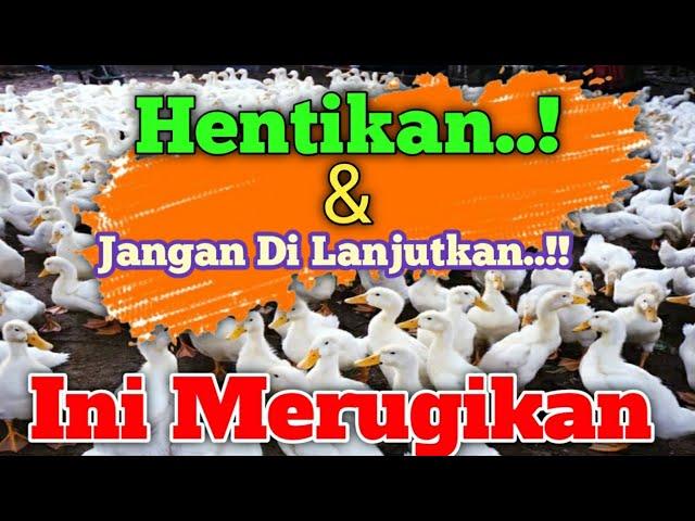 SADARLAH..!! Cara Ternak Bebek Seperti ini Sangat Merugikan