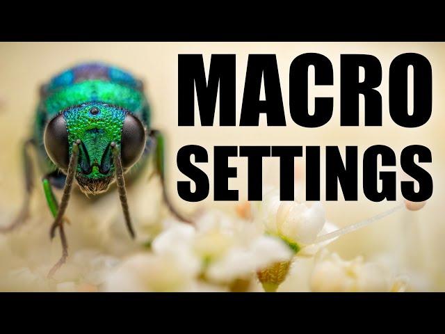 How to Master Settings in Macro Photography