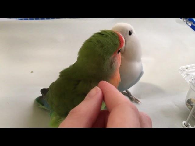 Lovebird pair crooning