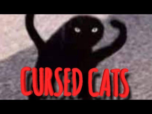 CURSED CATS (Prekliaté mačky)