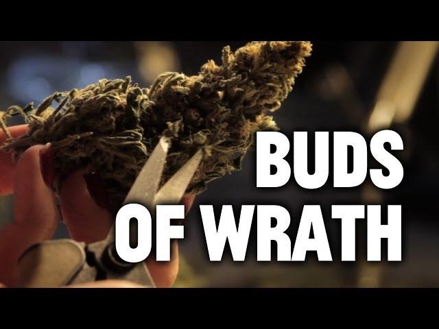 The Buds of Wrath: Hipsters Will Work For Weed