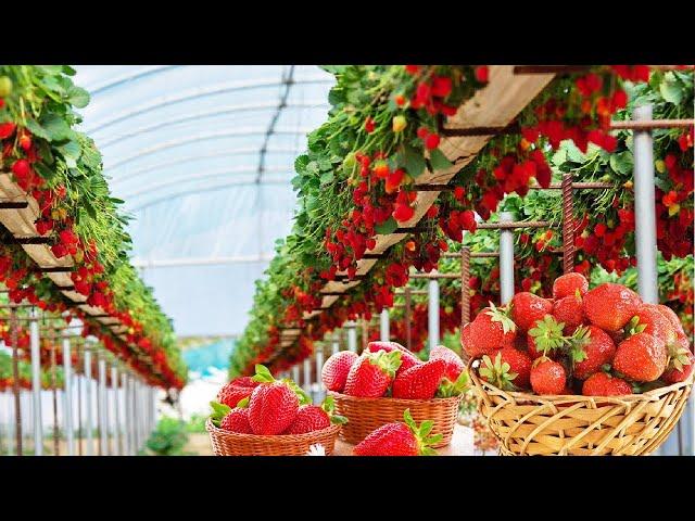 AMAZING HYDROPONIC STRAWBERRIES FARMING - MODERN AGRICULTURE TECHNOLOGY WITH NEW GROWING SYSTEM